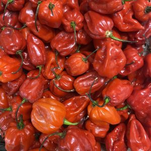 Habanero Pepper