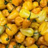 Ghost Pepper (Multi-colored Pepper)