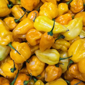 Ghost Pepper (Multi-colored Pepper)